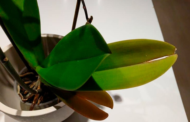 Warum reißen Orchideenblätter? Ursachen und Lösungen